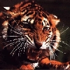DarkTiger